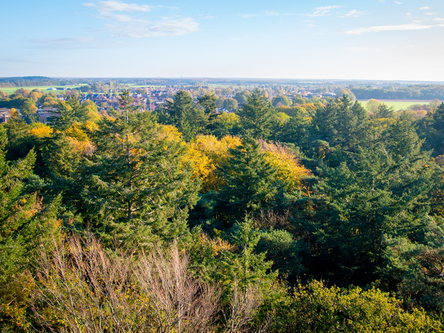 Drents-Friese Wold bos