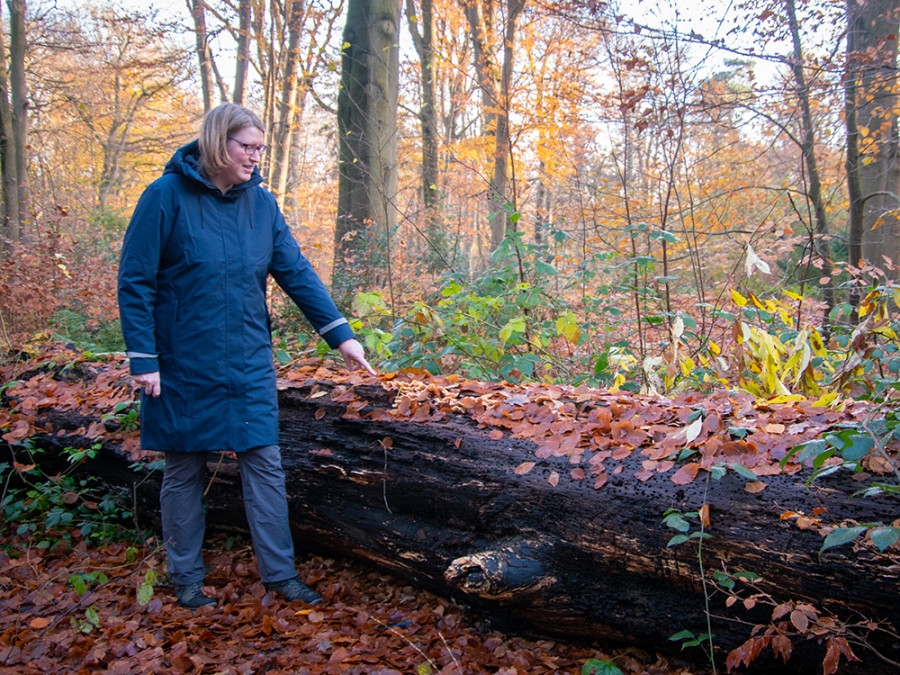 Wandelen op een herfstdag