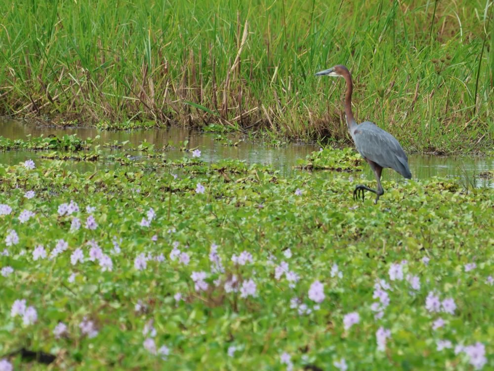 Reiger