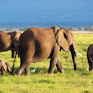 Afbeelding voor Afrika Safari - Activiteiten in Kenia