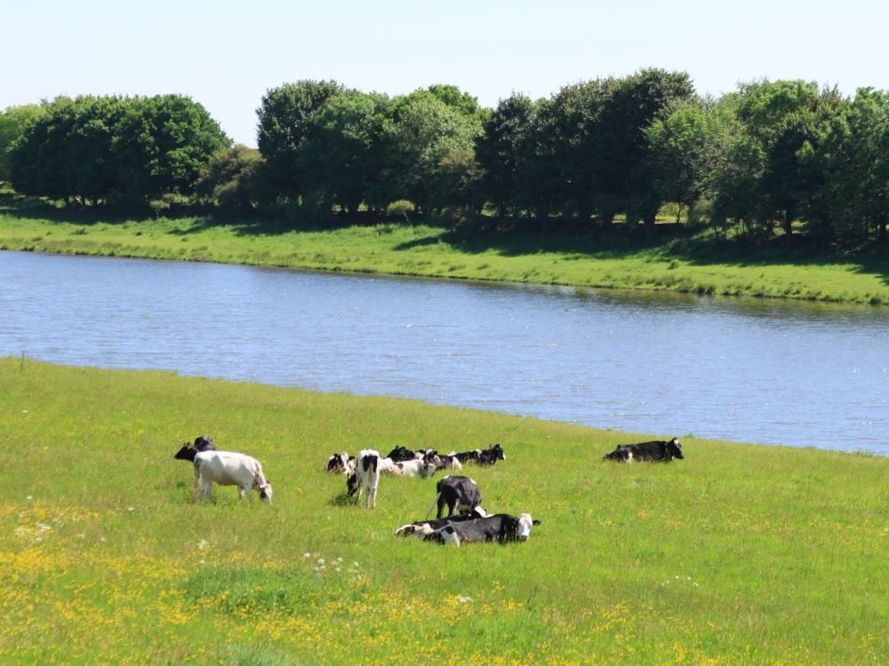 Langs de Maas