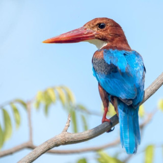 Afbeelding voor Sungei Buloh