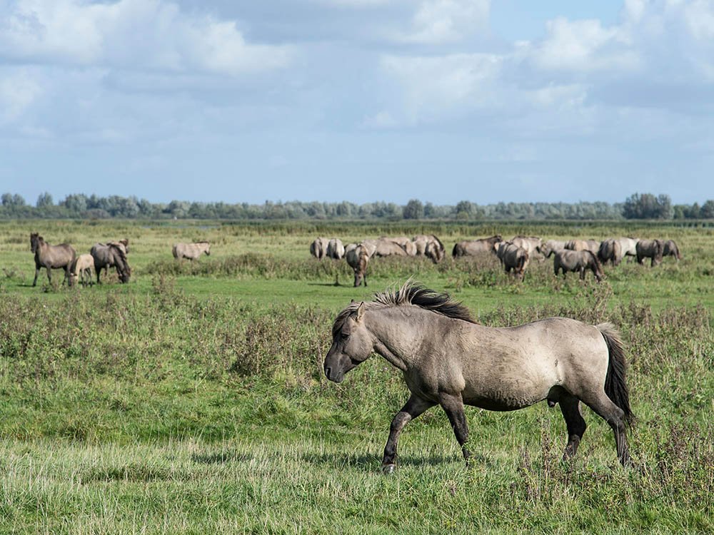 Wandelen Lauwersmeeer