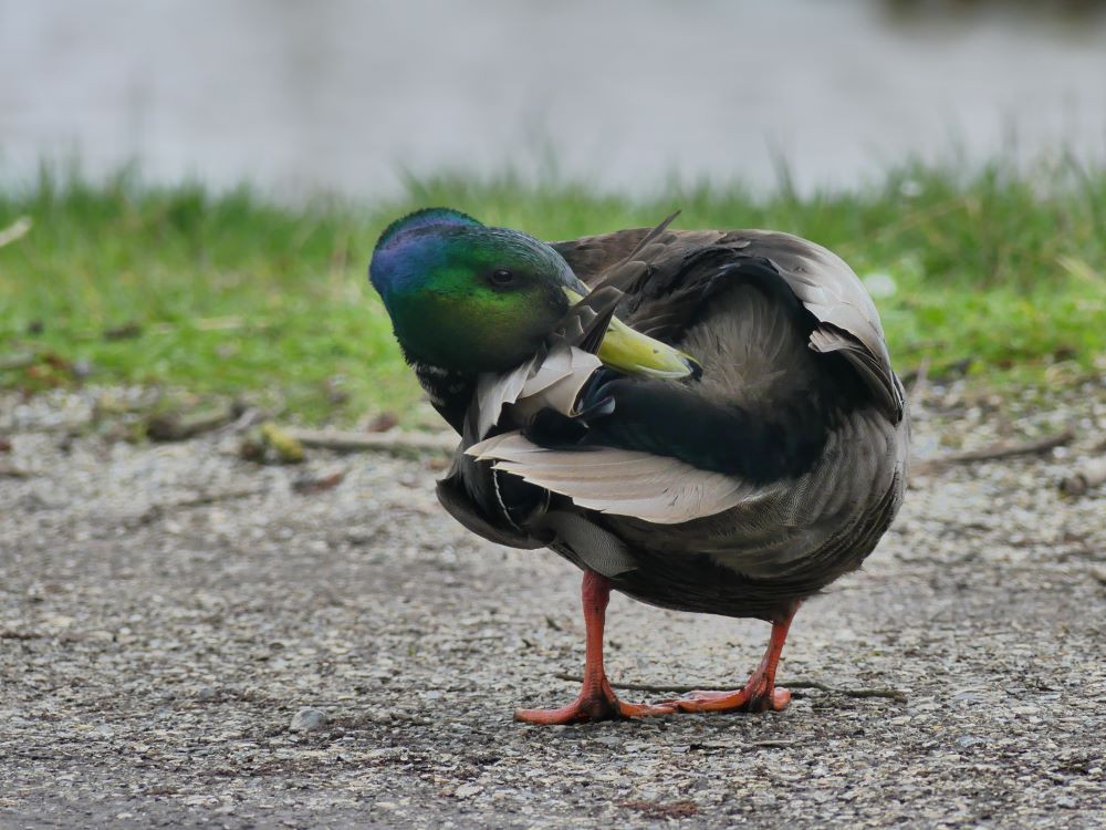 Eend mannetje