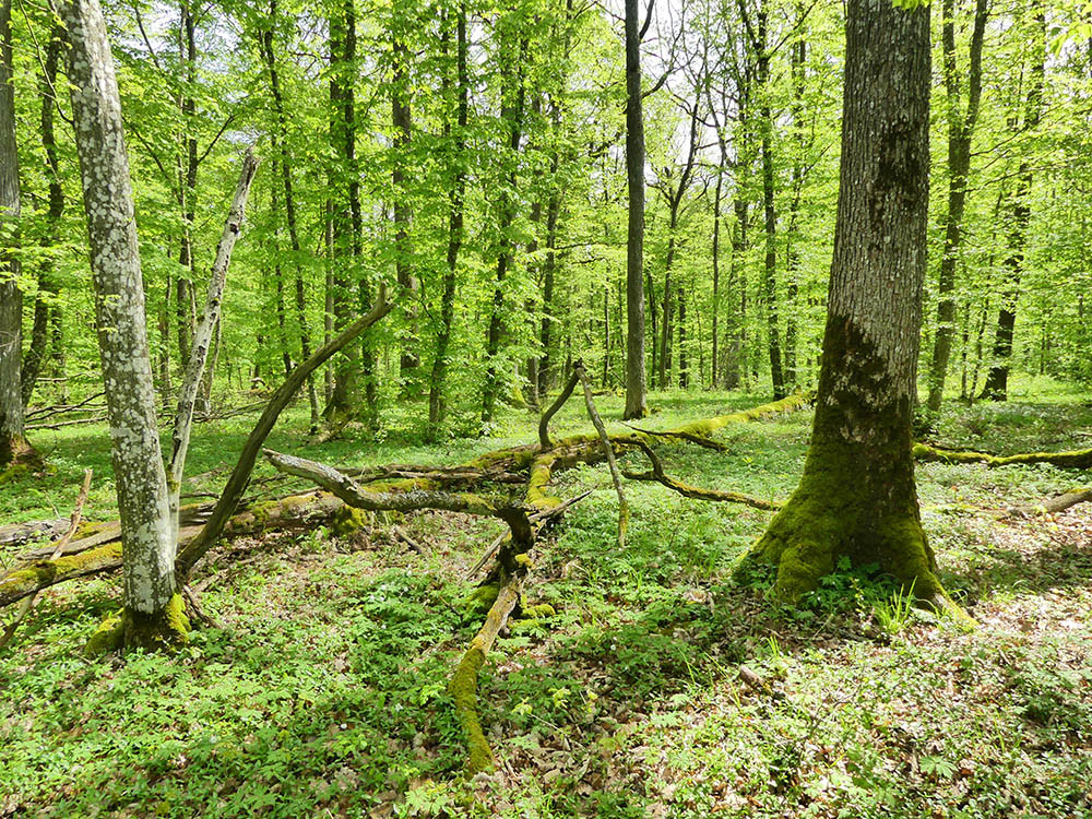 Oerbossen bij Wolfsee