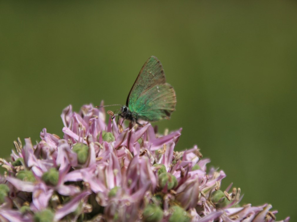 Lycisch vlindertje