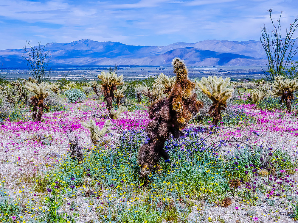 Anza-Borrego Desert State Park