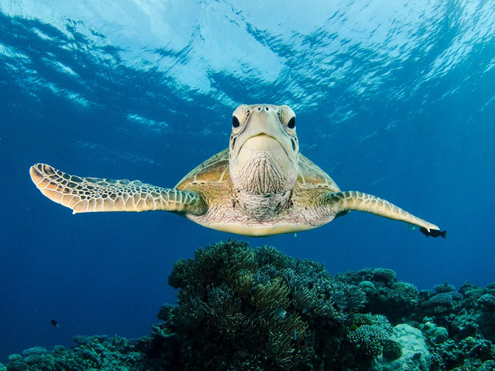 Dieren in de oceaan