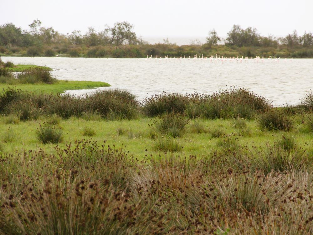 Natuur in de Camargue