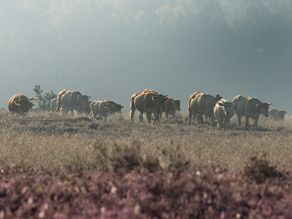 Natuur van het Groene Woud