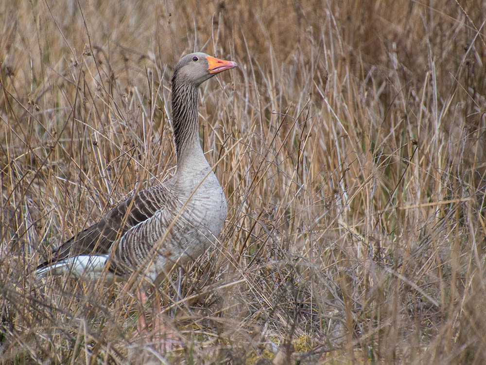 Gans in Beerze