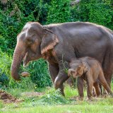 Afbeelding voor wAARDEvol reizen in Thailand