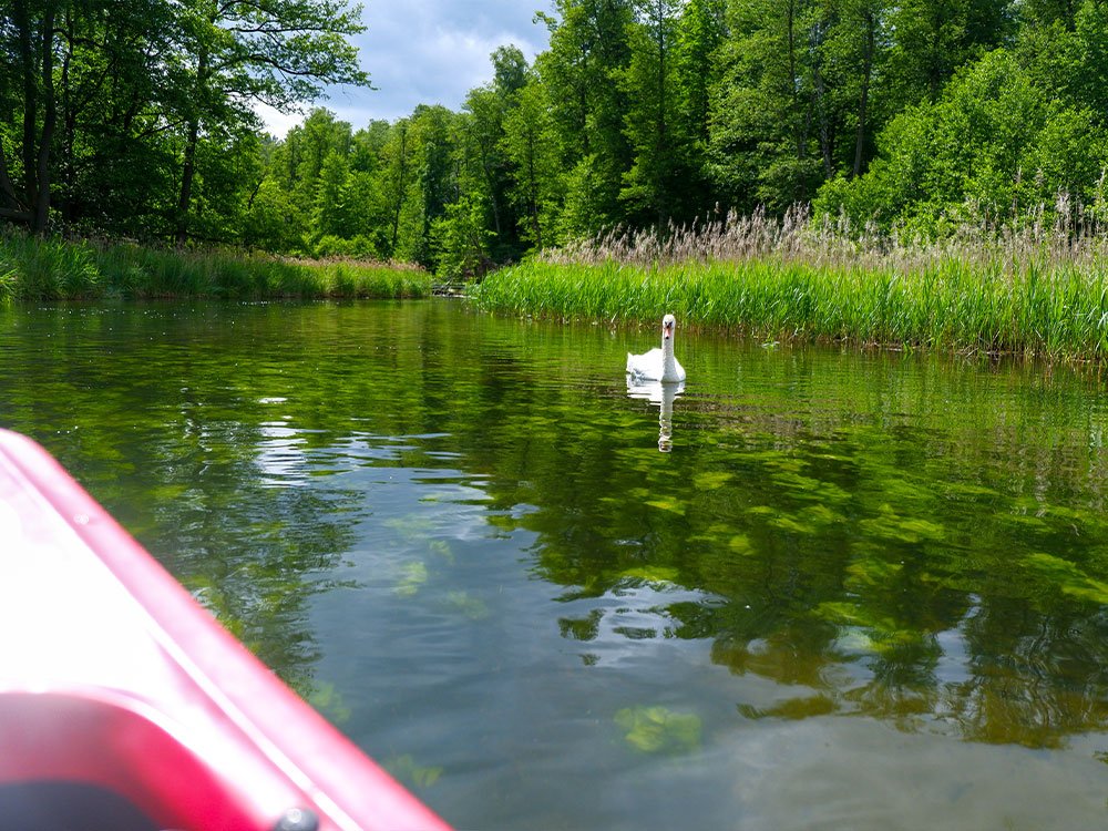 Watervogels onderweg