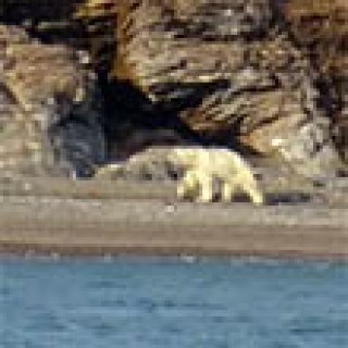 Afbeelding voor All for Nature Travel - Expeditie Spitsbergen