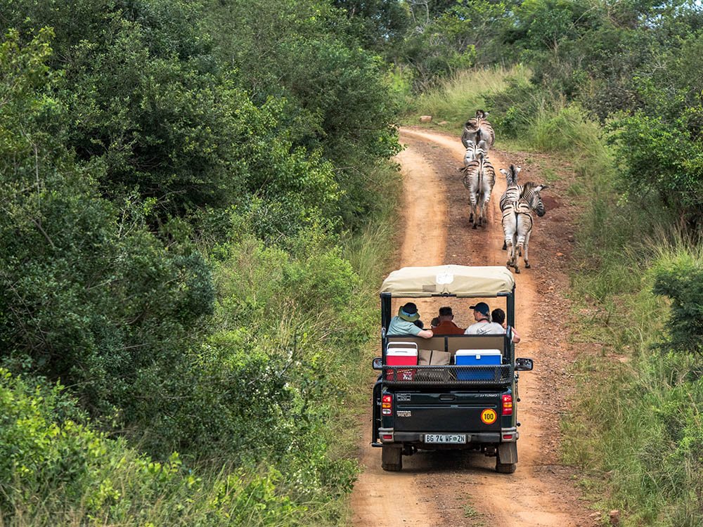 Gamedrive in Hluhluwe