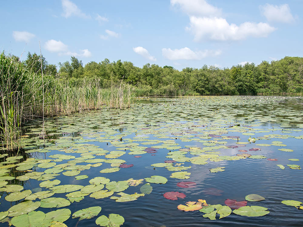 Naardermeer natuur