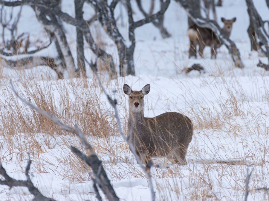 Wildlife Hokkaido