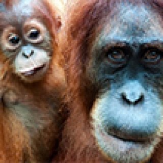 Afbeelding voor Dimsum Reizen - Orang-oetan trail Sarawak