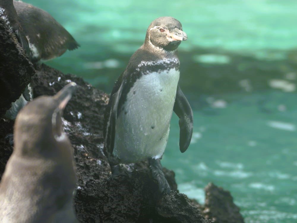 Pinguïn