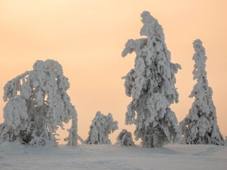 Afbeelding voor Riisitunturi Nationaal Park