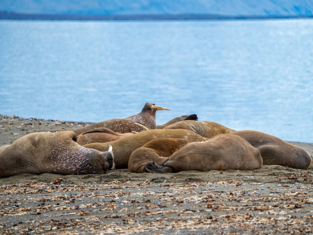 Arctische dieren