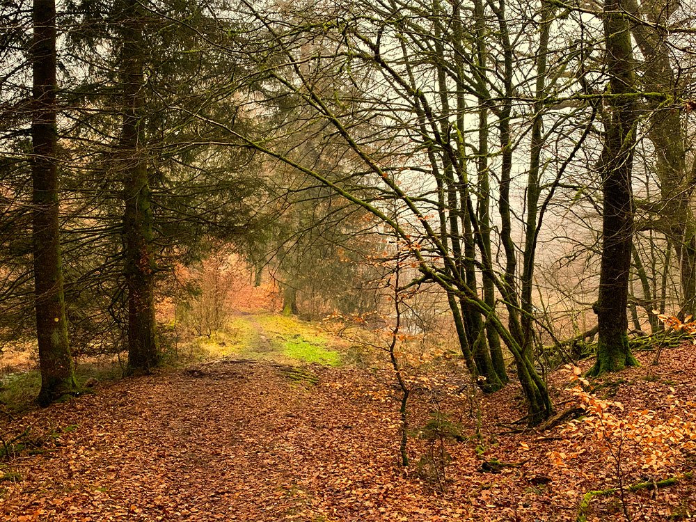 Forêt d'Anlier