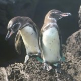 Afbeelding voor Pinguïns
