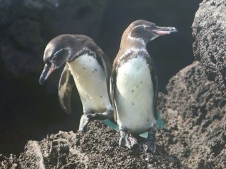 Afbeelding voor Pinguïns