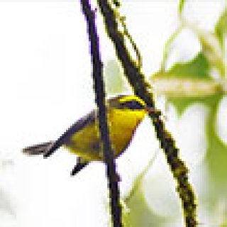 Afbeelding voor GetYourGuide - Vogeltour in Doi Inthanon