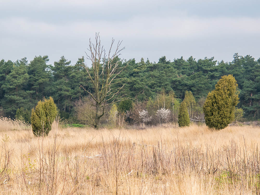 Jeneverbessen Landgoed Beerze