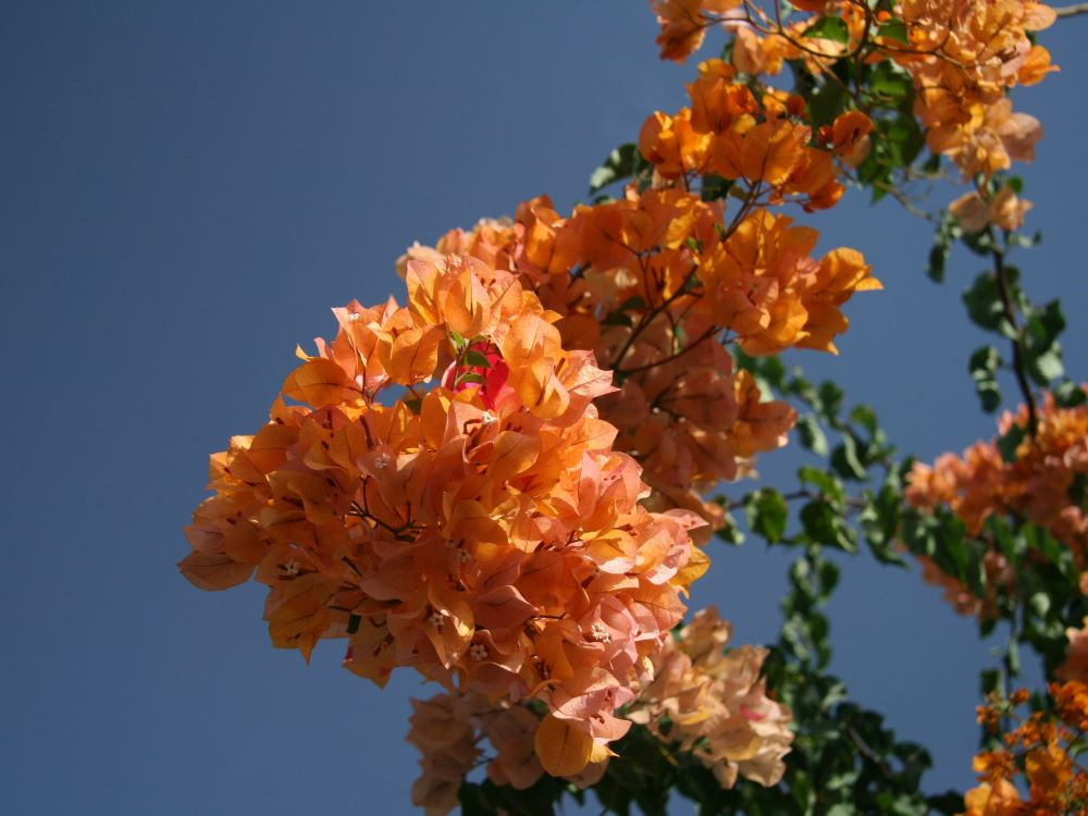 Bougainvillea