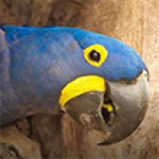 Afbeelding voor BirdingBreaks - Brazilië