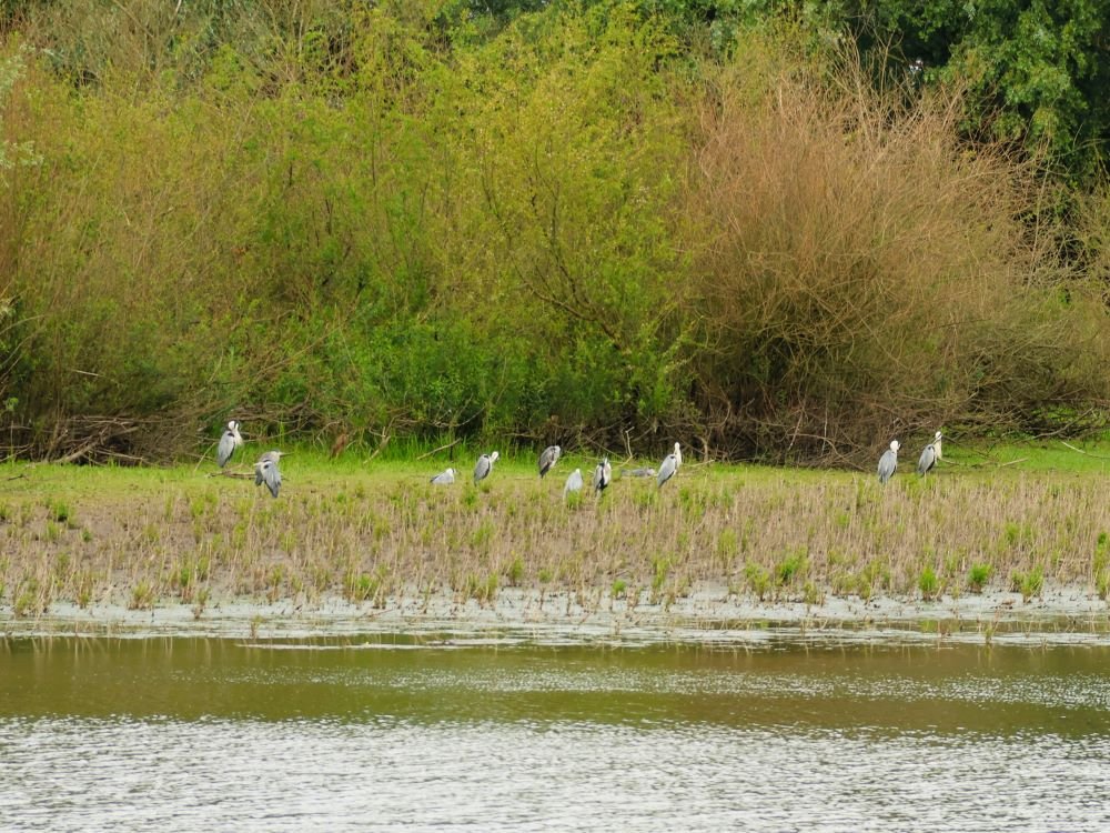 Reigers