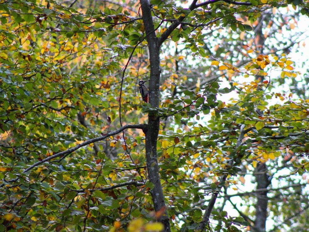 Vogels spotten tijdens wandelreis Saarland