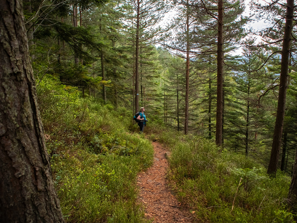 Wandelen door de bossen