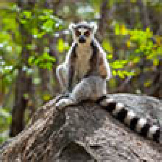 Afbeelding voor Koning Aap - Wildlife Madagaskar