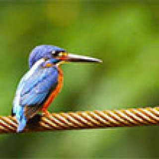 Afbeelding voor GetYourGuide - Vogeltour Khao Yai