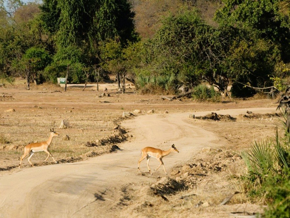 Impala's