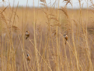 Afbeelding voor Vogels op de Marker Wadden