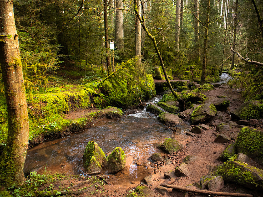 Wasser-, Wald- und Wiesenpfad