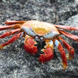 Afbeelding voor Galapagoseilanden