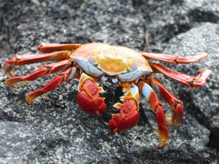 Afbeelding voor Galapagoseilanden