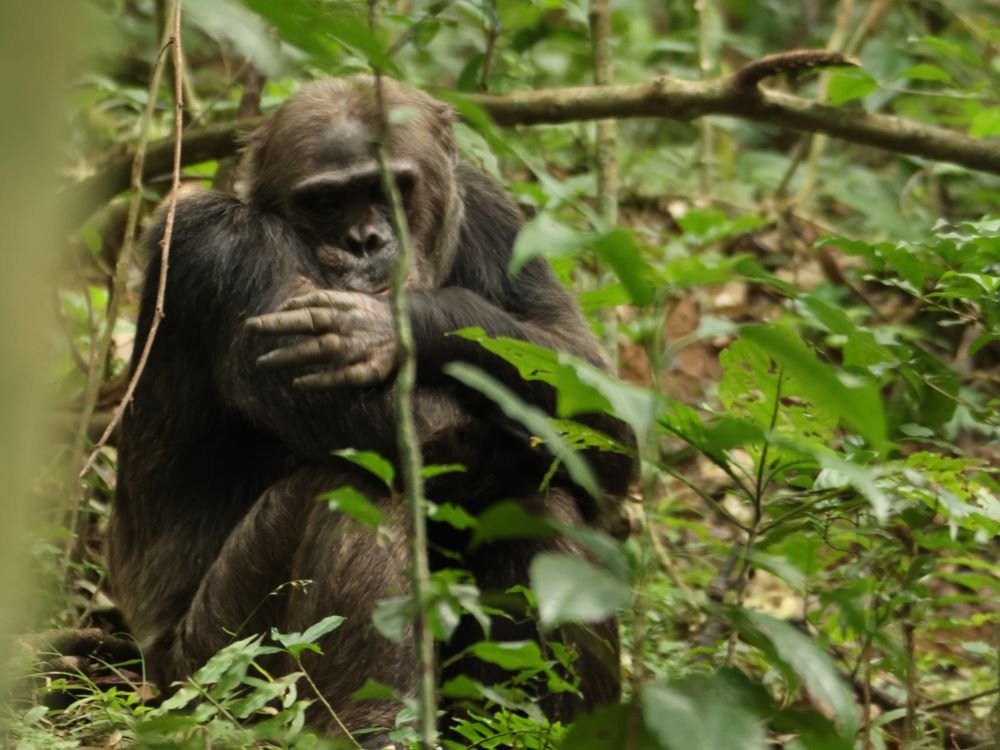 Chimp