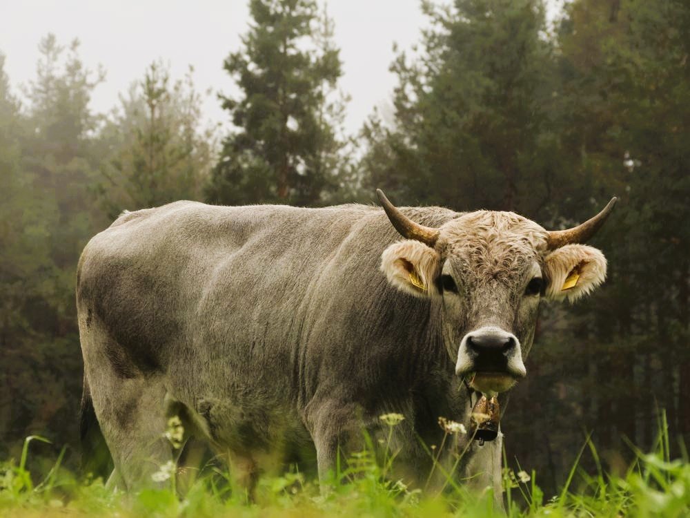 Authentieke bergwereld