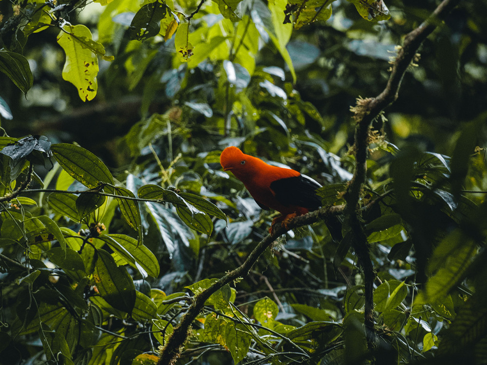 Vogels in de nationale parken