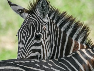 Afbeelding voor Tanzania Nomads