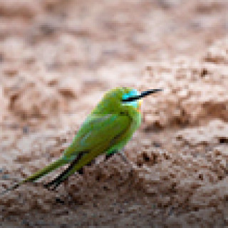 Afbeelding voor BirdingBreaks - Vogelreizen Marokko