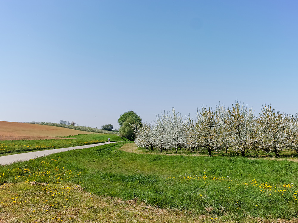 Struinen door de Fruitvallei bij Sint-Truiden