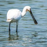 Afbeelding voor Oostvaardersplassen