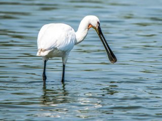 Afbeelding voor Oostvaardersplassen